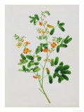 Bright Orange Flowers with Oval Green Leaves