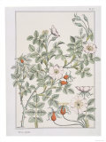 Botanical Diagram of Wild Rose