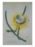 Cereus Cactus  A Botanical Illustration