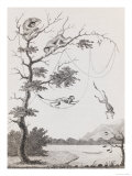 Print Engraving of the Mecco and Kishee Kishee Monkeys