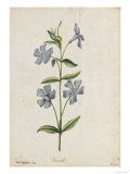 Botanical Study of Periwinkle