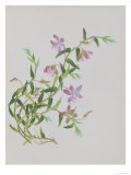 Five-Petal Pink Flowers with Thin Green Leaves