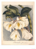 Botanical Watercolour: Orchid  Dendrobium Formosum