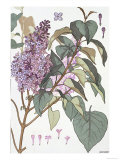 Botanical Diagram of Glycine