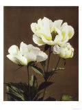 Herbaceous Peony  19th Century
