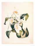 Botanical Watercolour: Orchid  Coelogyne Interrupta