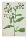 Botanical Study of Borage