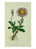 Alpine Astor  Botanical Picture