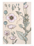 Botanical Diagram of a Poppy