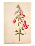 Botanical Study of a Foxglove