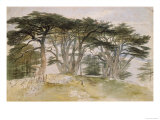 Cedars of Lebanon