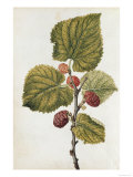 Botanical Study of Mulberry