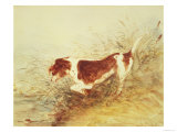 Dog Watching a Rat in the Water at Dedham