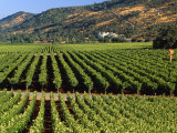 Wine Country  Napa Valley  California