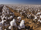 Cotton Plant  Lubbock  Panhandle  Texas