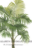 Riviera Palms I