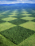 Reforestation  Coolin  Idaho