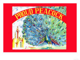 Proud Peacock