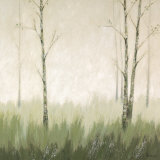 Birch Glade