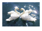 Swans