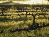 Stelling Vineyard on Oakville Grade Road  near Oakville  Napa Valley  California