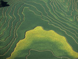 Cultivated Fields  Parkin  Arizona