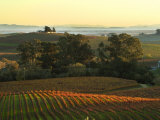 Vineyard from Artesa Winery  Los Carneros  Napa Valley  California