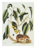 Ground Squirrel Natural History of Carolina  Florida and Bahamas
