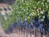 Joseph Phelps Winery and Vineyard  Deer Park  Napa Valley  California