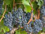 Vineyard Grapes  Calistoga  Napa Valley  California