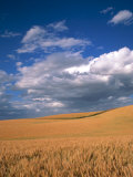 Soft White Wheat Ripening  Spokane County  Washington