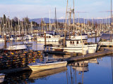 Squalicum Harbor with Mt Baker  Bellingham  Washington