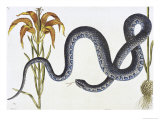 Wampum Snake Natural History of Carolina  Florida and Bahamas Anguis