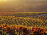 Carneros Ava Scenic  Carneros  Napa Valley  California