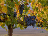 Red Wine Grapes Hanging  Yakima  Washington