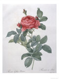 Rosa Gallica