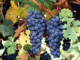 Cabernet Sauvignon Grapes  Napa Valley  California