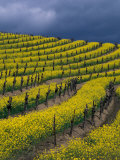 Springtime Mustard Blooms  Carneros Ava  Napa Valley  California