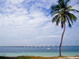 Palm Tree by Bay  Florida Keys  Florida