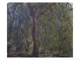 Saule Pleureur