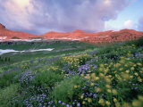 Purple Fleabane and Yellow Wildflowers  Mt Timpanogos Wilderness Area  Sundance  Utah