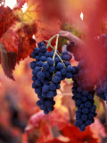 Old Barbera Vines with Ripening Grapes  Calistoga  Napa Valley  California