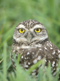 Burrowing Owl  Cape Coral  Florida