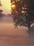 Foggy Sunrise on Horse Farm  Kentucky