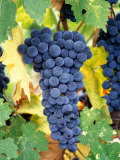Cabernet Sauvignon Grapes  Napa Valley  California