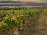 Scenic Vineyard overlooking the Columbia River  Oregon / Washington Border