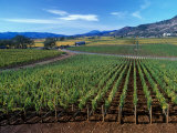 Vineyards along the Silverado Trail  Miner Family Winery  Oakville  Napa Valley  California