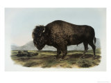 American Bison or Buffalo