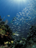 Diver and Silversides  Key Largo Reef  South Florida  Florida