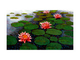 Big Water Lilies